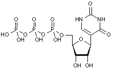 Pseudouridine-5-triphosphate - 100mM aqueous solution