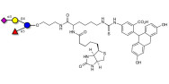 3’-Sialyl-3-Fucosyllactose linked to biotin and fluorescein (Linker-BT-FLUO A)