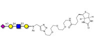 Sialylated tetraose type 2 linked to biotin (Linker-BT A)