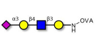 Sialylated tetraose type 2 grafted on OVA