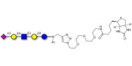 LS-Tetrasaccharide d (LSTd)  linked to biotin (Linker-BT A)