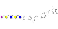LS-Tetrasaccharide d (LSTd)  linked to desthiobiotin (Linker-DBT-A)