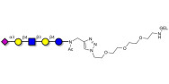 LS-Tetrasaccharide d (LSTd)  grafted on gel for affinity chromatography (Linker-GEL A)