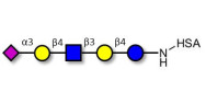 LS-Tetrasaccharide d (LSTd)  grafted on HSA