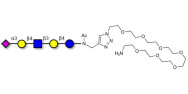 LS-Tetrasaccharide d (LSTd)  with free terminal amine (Linker-NH2 C)