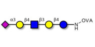 LS-Tetrasaccharide d (LSTd)  grafted on OVA