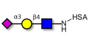 Sialylated triose type 2 (sLex precursor) grafted on HSA