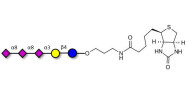 GT3 Ganglioside oligosaccharide linked to biotin (Linker-BT B)