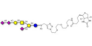 GT1a Ganglioside oligosaccharide linked to biotin (Linker-BT A)