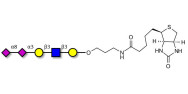 Disialylated pentaose type 1 linked to biotin (Linker-BT B)