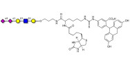 Disialylated pentaose type 1 linked to biotin and fluorescein (Linker-BT-FLUO A)