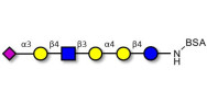 Stage-Specific Embryonic Antigen-4 (SSEA-4) hexaose analogue type 2 grafted on BSA