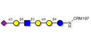 Stage-Specific Embryonic Antigen-4 (SSEA-4) hexaose analogue type 2 grafted on CRM197