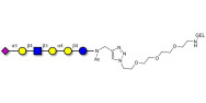 Stage-Specific Embryonic Antigen-4 (SSEA-4) hexaose analogue type 2 grafted on gel for affinity chromatography (Linker-GEL A)