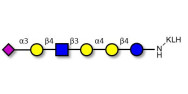 Stage-Specific Embryonic Antigen-4 (SSEA-4) hexaose analogue type 2 grafted on KLH