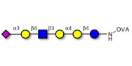 Stage-Specific Embryonic Antigen-4 (SSEA-4) hexaose analogue type 2 grafted on OVA